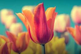 Obraz na płótnie kwiat tulipan lato kwitnący