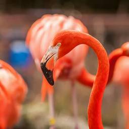 Naklejka natura jedzenie flamingo egzotyczny
