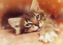 Naklejka oko kociak piękny zwierzę kot