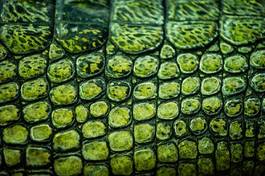 Fototapeta aligator zwierzę ciało