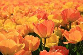 Naklejka tulipan bukiet pole natura