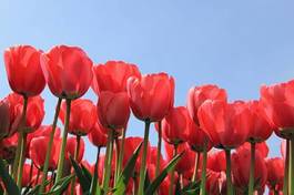 Naklejka bukiet tulipan holandia pole
