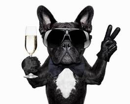 Plakat pies w okularach z szampanem