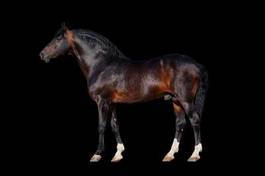 Fototapeta koń zwierzę ruch portret