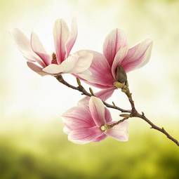 Naklejka magnolia obraz roślina