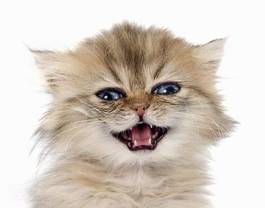 Fotoroleta kociak kot zwierzę włos płacz
