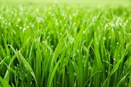 Obraz na płótnie trawa roślina rolnictwo zboże