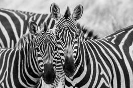 Plakat afryka safari sawannowy kenia zebra