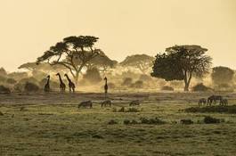 Obraz na płótnie afryka safari żyrafa sawannowy sylwetka