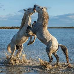 Fotoroleta pejzaż koń woda natura