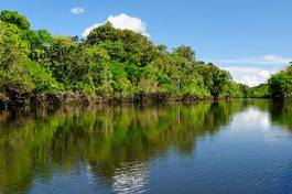 Naklejka las tropikalny woda brazylia