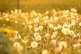 Fototapeta mniszek pole jedzenie kwiat słońce