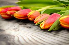 Naklejka świeży tulipan miłość piękny