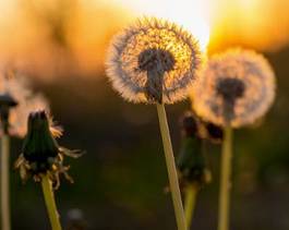 Obraz na płótnie kwiat słońce świt lato natura