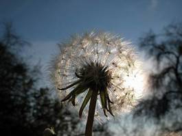 Obraz na płótnie kwiat mniszek słońce piłka przezroczysty