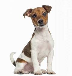 Fototapeta pies szczenię zwierzę ssak