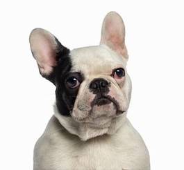 Naklejka zwierzę pies ssak portret buldog francuski