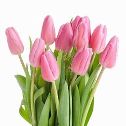 Naklejka pąk piękny kwiat tulipan świeży