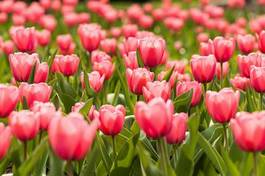 Naklejka kwitnący park tulipan pole