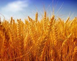 Obraz na płótnie roślina niebo łąka pszenica rolnictwo