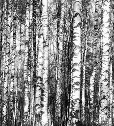Fotoroleta natura brzoza dziki drzewa