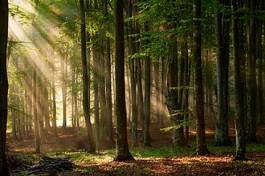 Plakat jesienny las w promieniach słońca