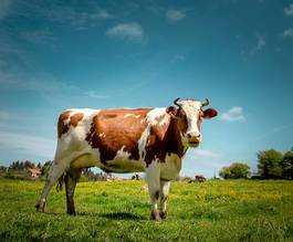 Fotoroleta krowa zwierzę rolnictwo pejzaż natura