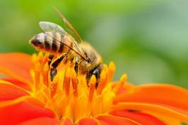 Fototapeta rolnictwo natura pszczelarstwo produkt miód