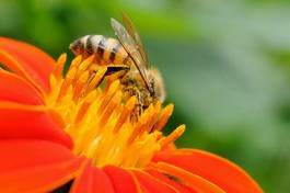 Naklejka rolnictwo natura miód owad bee