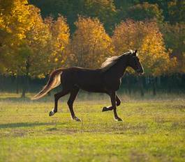 Fotoroleta lato ssak koń pole