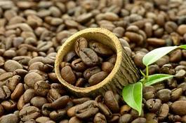 Obraz na płótnie świeży ziarno kawa roślina