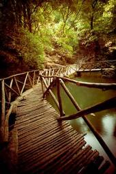 Plakat most dżungla las