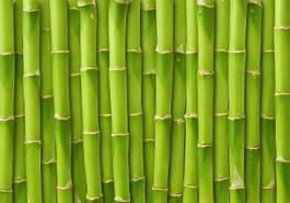Plakat roślina las azjatycki bambus