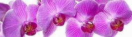 Naklejka roślina egzotyczny tropikalny fiołek piękny