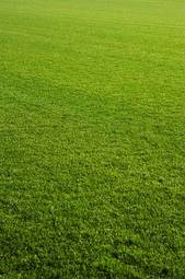 Naklejka pole trawa boisko stadion piłka nożna