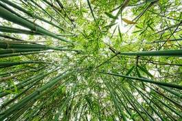Plakat bambus azja wzór wschód