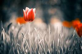 Fototapeta czerwony kwiat tulipana na łące