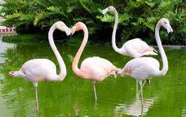Fototapeta piękny flamingo oko tropikalny ładny