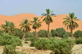 Obraz na płótnie krajobraz palma natura afryka pejzaż