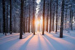 Fototapeta zimowy las o zachodzie słońca