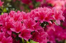 Naklejka japoński japonia kwiat sprężyna różowy