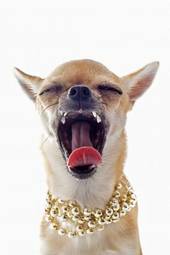 Fototapeta chihuahua szczenię piękny