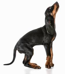 Obraz na płótnie zwierzę szczenię pies ssak zapach