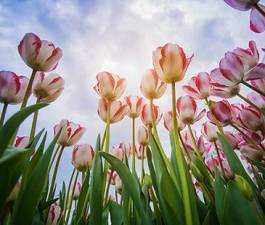 Naklejka piękny holandia kwitnący tulipan wzór