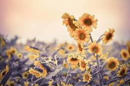 Naklejka pole rolnictwo vintage kwiat słońce