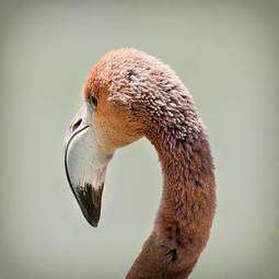 Fotoroleta flamingo zwierzę ładny