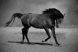 Fototapeta ssak zwierzę stadnina koń piękny