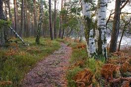 Fototapeta jesień krajobraz trawa ścieżka las