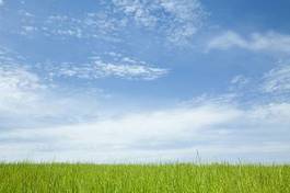 Fotoroleta błękitne niebo trawa świeży