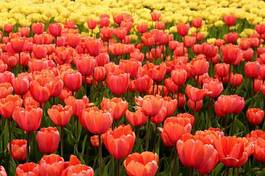 Obraz na płótnie tulipan park kwiat kanada bukiet